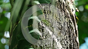 slowmo closeup of green jungle leaves on the bark of a tree