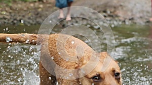 slowmo of a dog running through water towards the camera