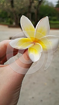 Slowmo vertical video. A woman's hand spins a plumeria or frangipani flower