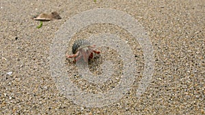 Slowmotion of cute hermit crab carry beautiful shell crawling on sand beach.