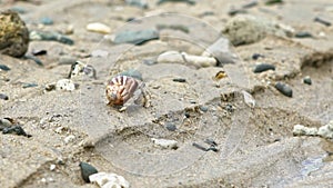 Slowmotion of cute hermit crab carry beautiful shell crawling on sand beach.