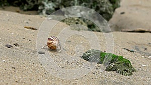 Slowmotion of cute hermit crab carry beautiful shell crawling on sand beach.