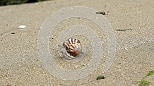Slowmotion of cute hermit crab carry beautiful shell crawling on sand beach.