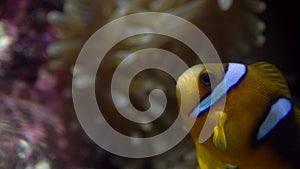 Slowmotion of false clown anemonefish or nemo, view on the underwater coral reef