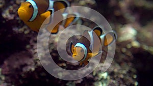Slowmotion of false clown anemonefish or nemo, view on the underwater coral reef