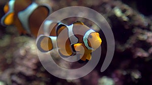Slowmotion of false clown anemonefish or nemo, view on the underwater coral reef
