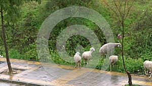 Slowmotion flock sheep grazing along the street near the village at raining day