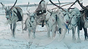 Slowmotion of a majestic reindeer walking calmy in a snowy forest among other reindeer in Lapland Finland.Reindeer