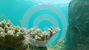 Slowmotion shot of a coral reef with beautiful tropical sea fishes