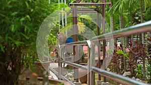 Slowmotion shot of a macaque monkey eating food sitting on a railing in a tropical park