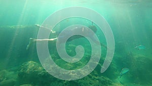 Slowmotion shot of a young man snorkeling and diving dip into sea