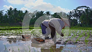 Slowmotion steadicam shot of two undefined women planting rice seedlings on a big field surrounded with palm trees. rice
