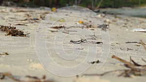 Slowmotion steadycam shot of a beach with fine white sand covered with garbage