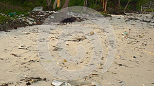 Slowmotion steadycam shot of a beach with fine white sand covered with garbage. Camera tilts down from a palm tree to