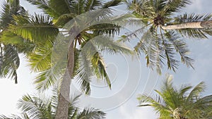 Slowmotion view of coconut palm trees against sky near beach on the tropical island with sunlight through.