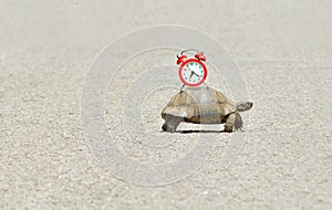 Slowness and sluggishness in business concept with turtle holding alarm clock on a shell photo