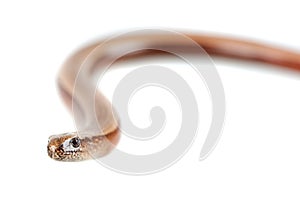 Slowworm
