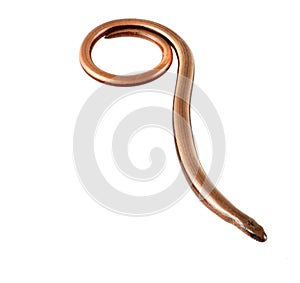 Slowworm
