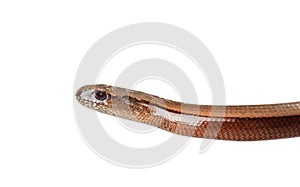 Slowworm