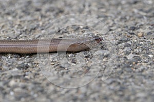 Slowworm aka slow worm or blindworm, Anguis fragilis, face profile with tongue out. A reptile native to Eurasia. Aka a