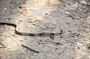 Slowworm, Anguis fragilis