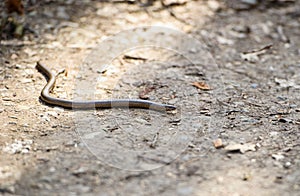 Slowworm, Anguis fragilis