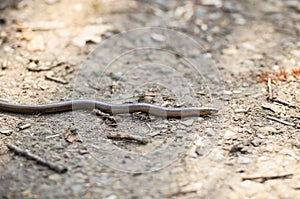 Slowworm, Anguis fragilis