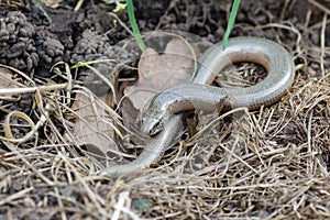 Slowworm (Anguis fragilis)