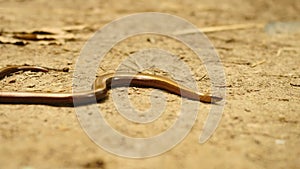 Slowworm (Anguis fragilis or blindworm) is slowly moving on ground