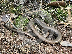 A slowworm basking in the forest sunlight. Legless lizard.