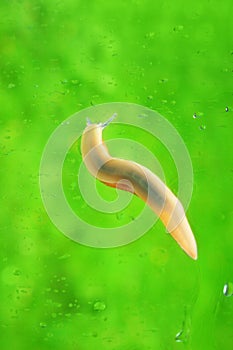 Slug photo