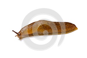 Slug