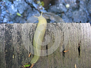 Slug