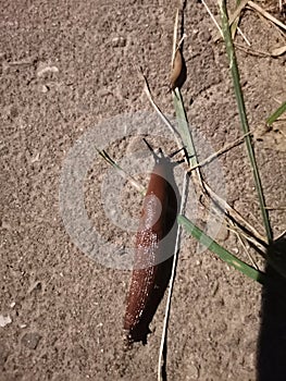 Slug