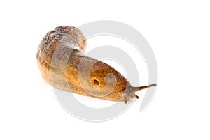 Slug