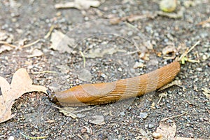 Slug