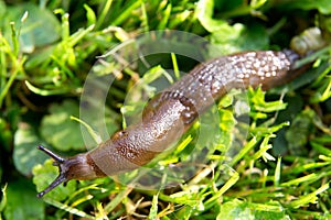 Slug