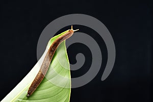 Slug