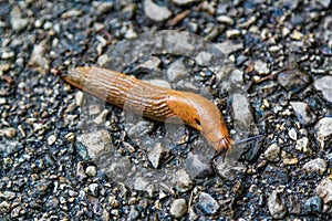 Slug.