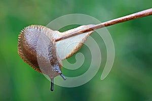 Slug