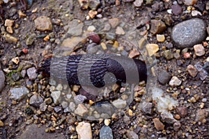Slug (Arion ater) moving on a stone path.