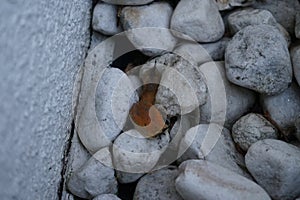 The slug Arion rufus crawls over the rocks near the wall. Berlin, Germany
