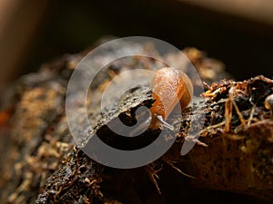 Slug on bark