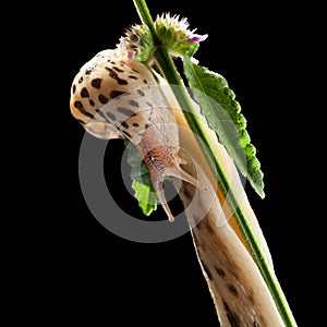 Slug bent on grass