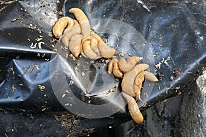 Slug on a black dirty tarp. Slugs are on the heap.