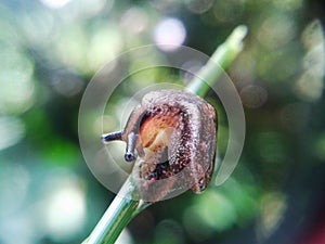 Slug on the bokeh background. Land slug is a common name for any apparently shell-less terrestial gastropod mollusc. photo