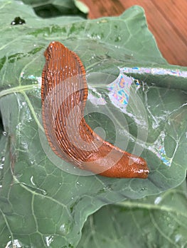Slug on brassica leaf