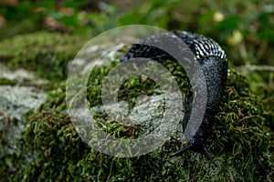 El gran negro caracol sobre el la roca 