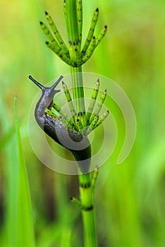 Slug climbing fern