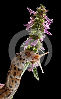 Slug climbing on flowers